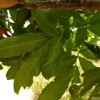 Schleichera oleosa (Lour.) Oken